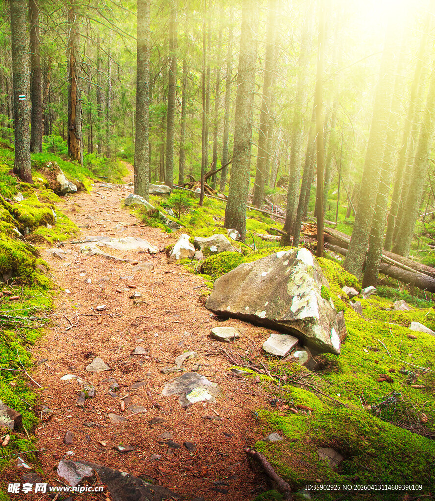 林间阳光洒落的静谧小径