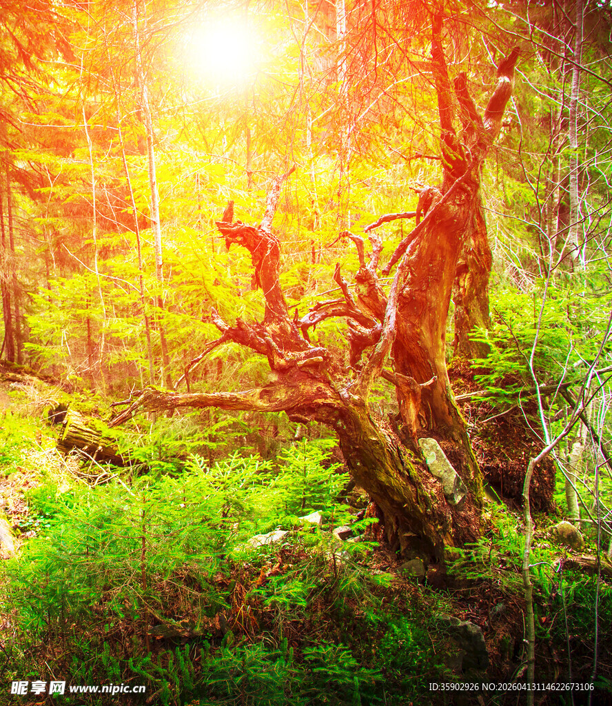 阳光照耀下的森林枯树