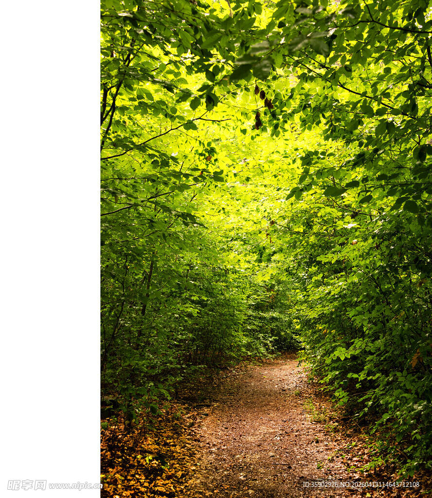 林间小径绿意盎然的自然路