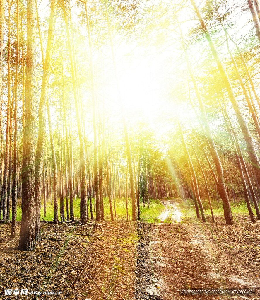 阳光洒落林间的静谧小道