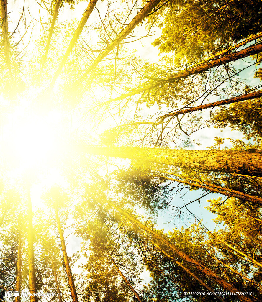 阳光穿透树林的美丽景象