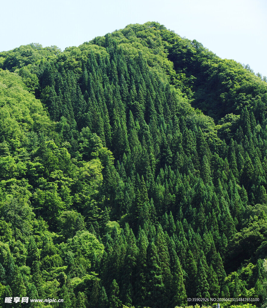 翠绿山峦茂密森林景观