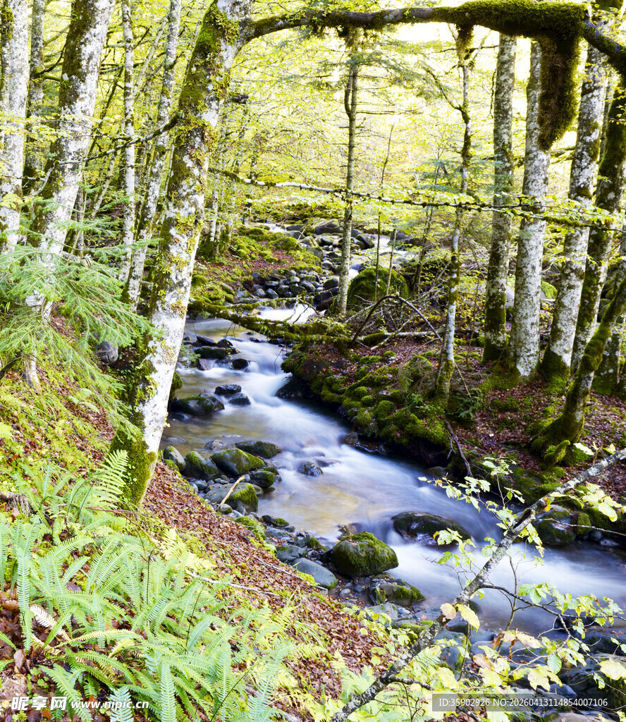 林间溪流秋色盎然的自然景