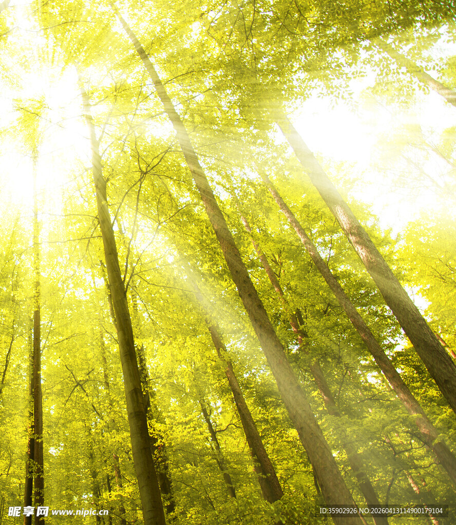 阳光穿透树林的静谧美景
