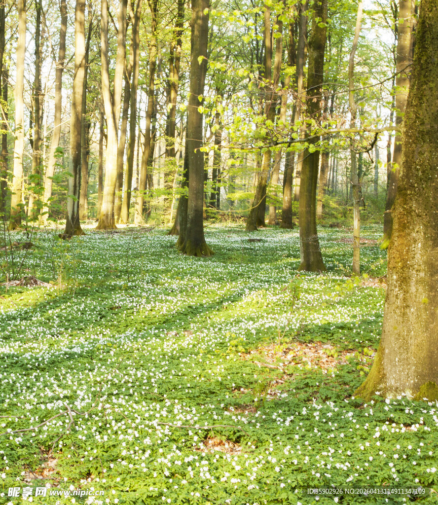 春日林间绿意盎然的美景