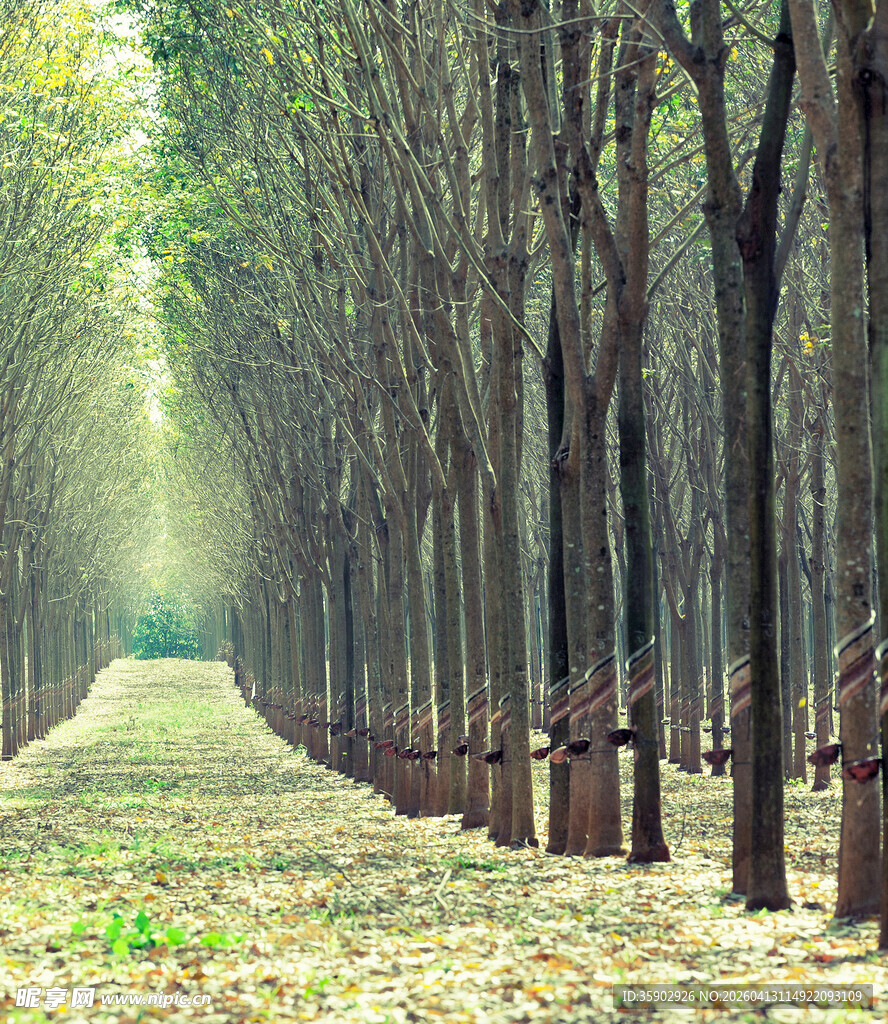 林间落叶铺就的静谧之路