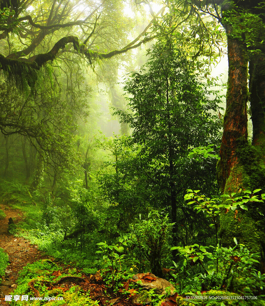 迷雾笼罩的静谧森林小径