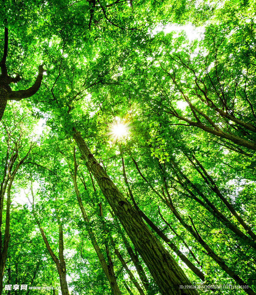 阳光穿透茂密森林景象