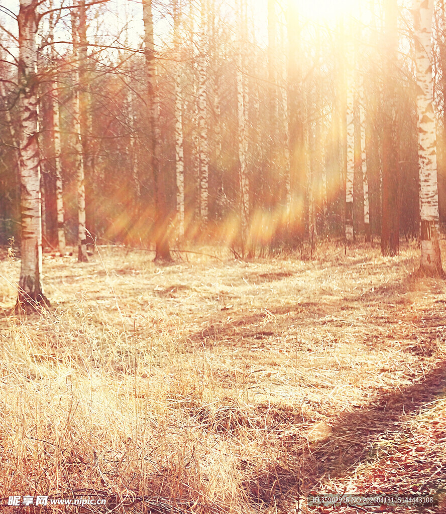 阳光洒下的秋日森林