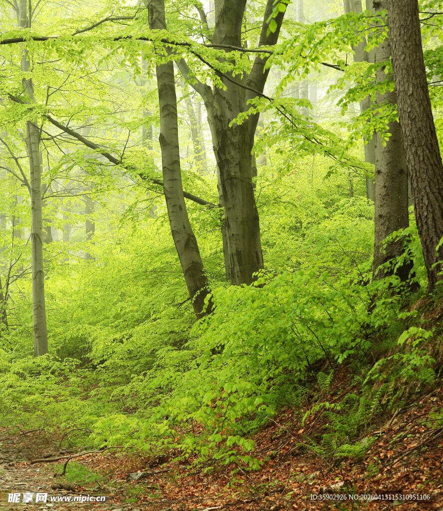 春日森林绿意盎然小径