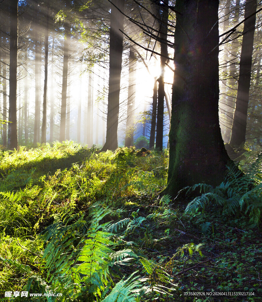 阳光洒落的静谧森林