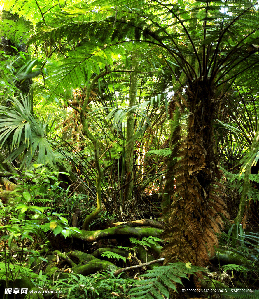 茂密丛林中的蕨类植物