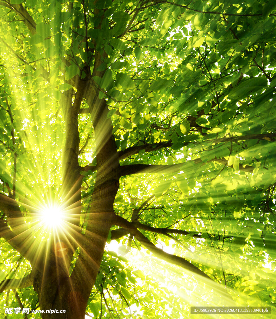 阳光穿透绿树洒下美好
