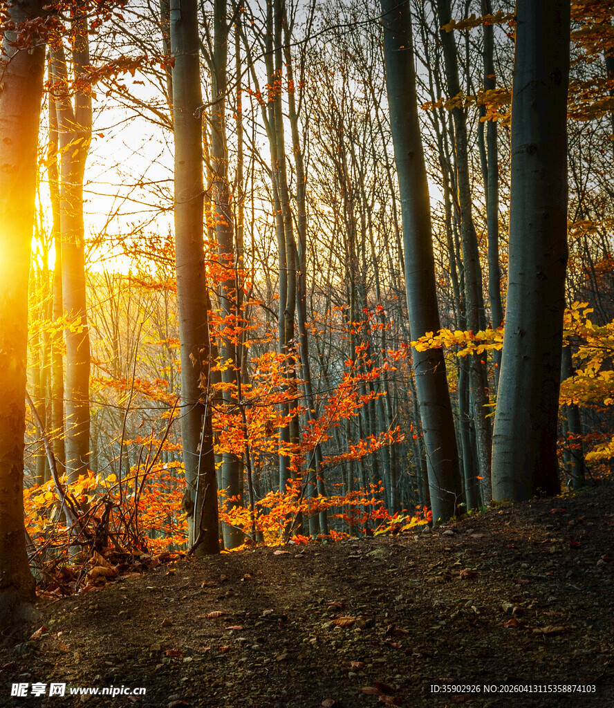 秋日林间阳光洒落美景