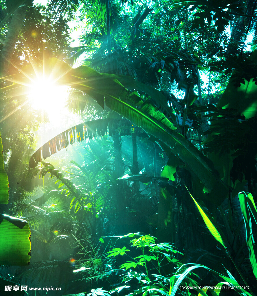阳光穿透茂密丛林景象