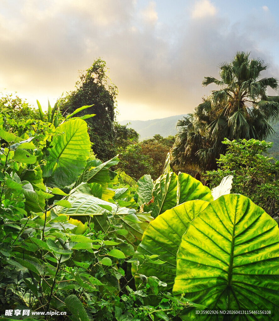热带丛林中的繁茂绿植