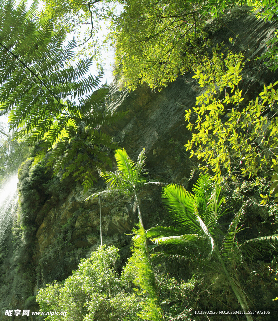 茂密丛林中的绿意景致