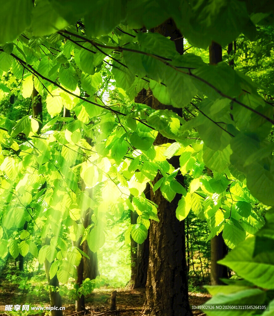 阳光穿透绿叶的森林美景