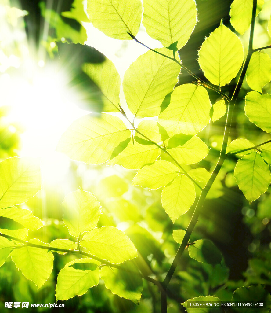 阳光透过绿叶的清新景象