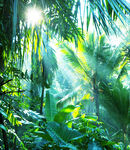 阳光洒落的热带雨林景象