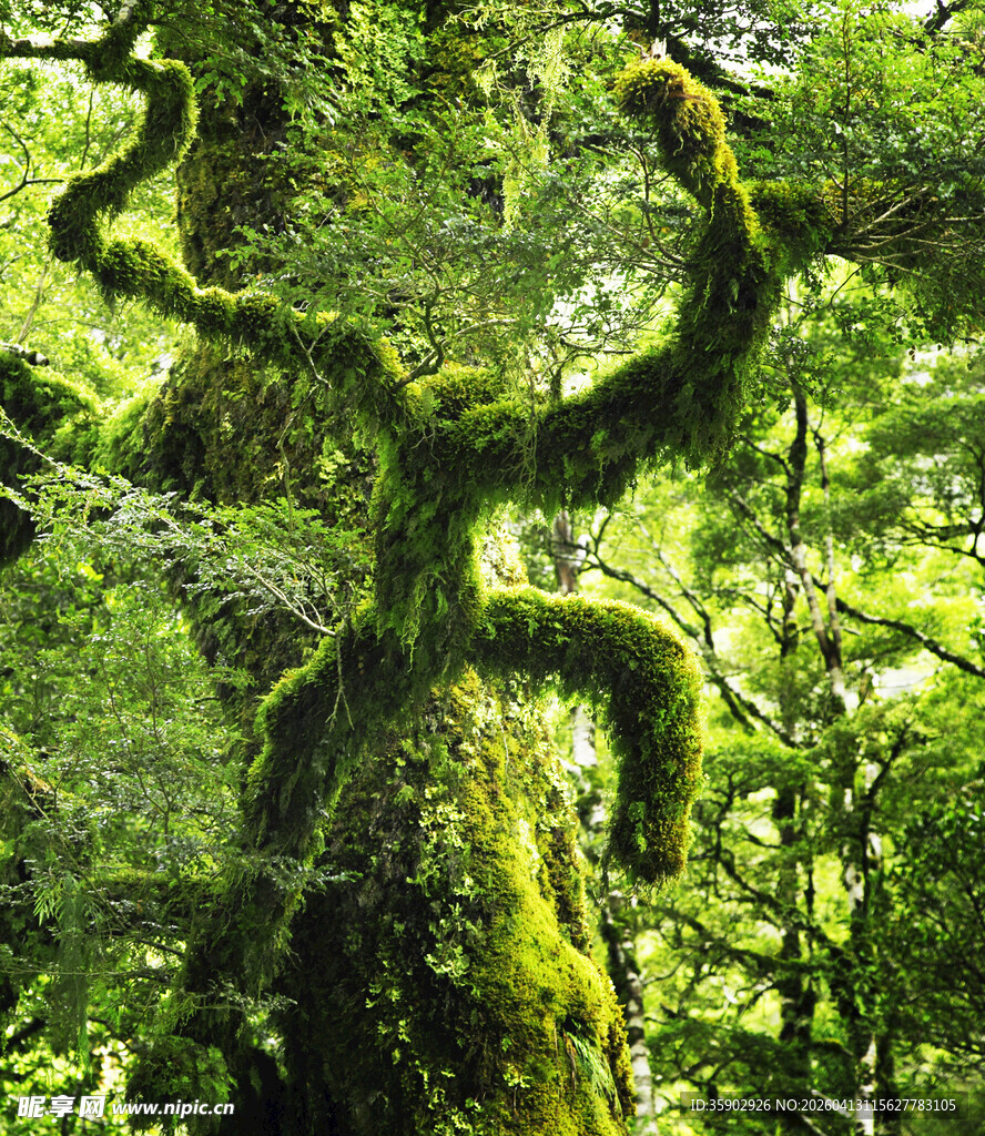 古老苔藓覆盖的扭曲树木