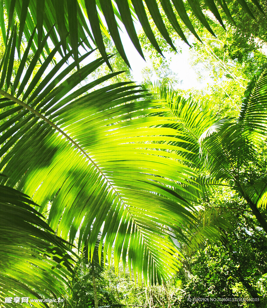 阳光照耀下的翠绿棕榈叶