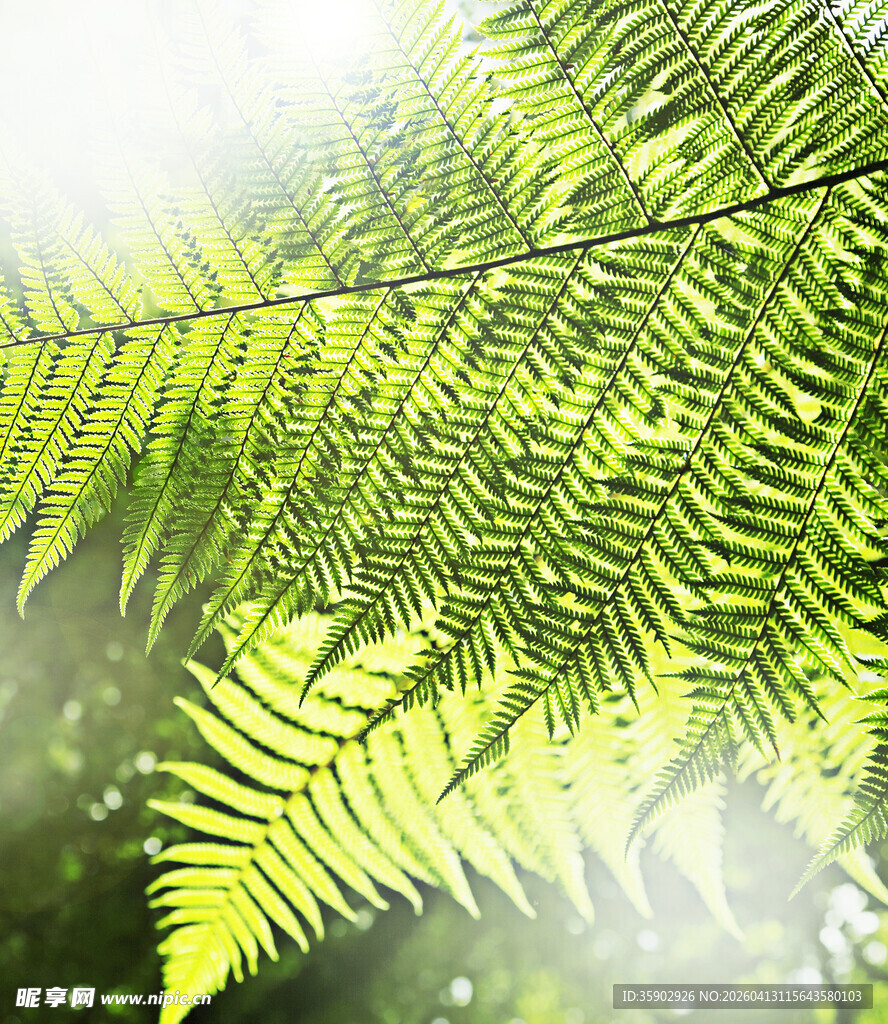 阳光下的翠绿蕨类叶片