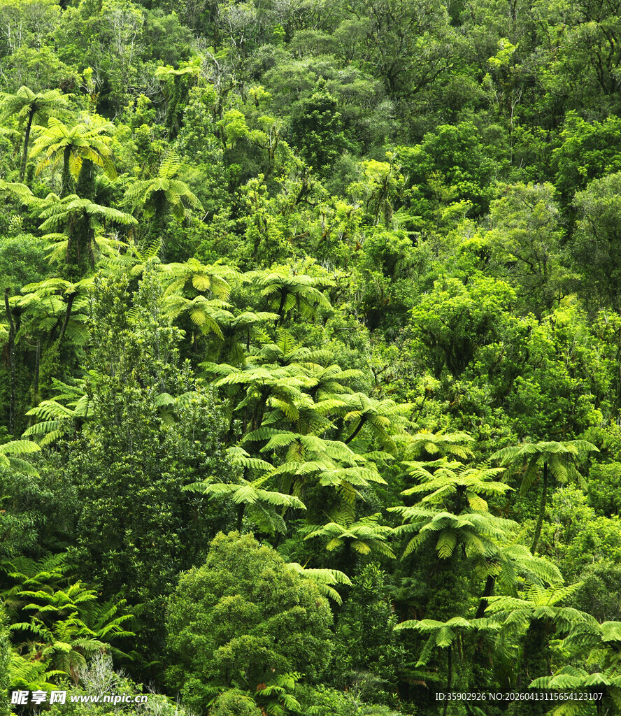 茂密葱郁的绿色植物景观