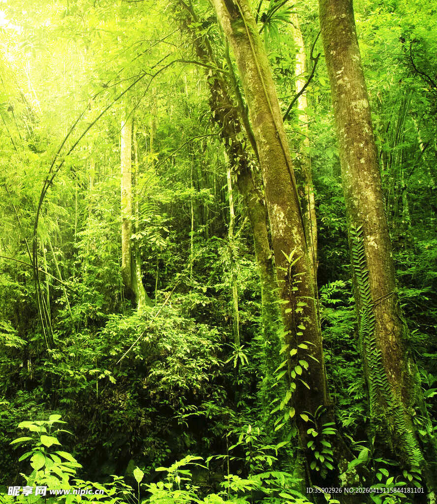 阳光照耀下的茂密森林