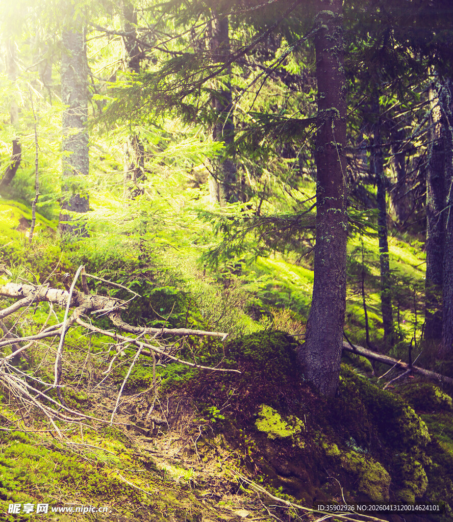阳光洒落的静谧森林