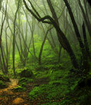 迷雾笼罩的神秘森林小径