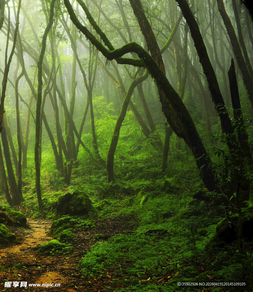迷雾笼罩的神秘森林小径