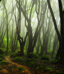 迷雾中的神秘森林小径