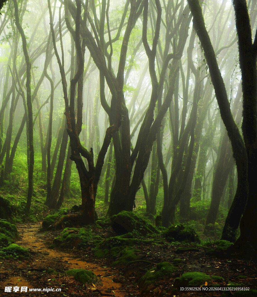 迷雾中的神秘森林小径