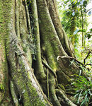 古老盘绕的大树根系