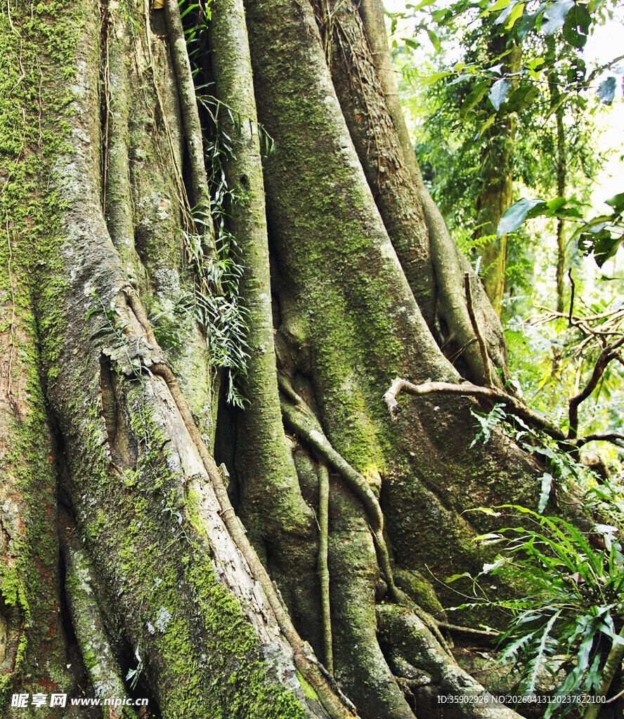 古老盘绕的大树根系