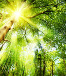 阳光穿透茂密森林景象