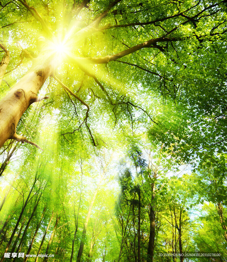 阳光穿透茂密森林景象