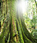 森林中盘根错节的古老大树