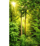 阳光洒落的茂密森林