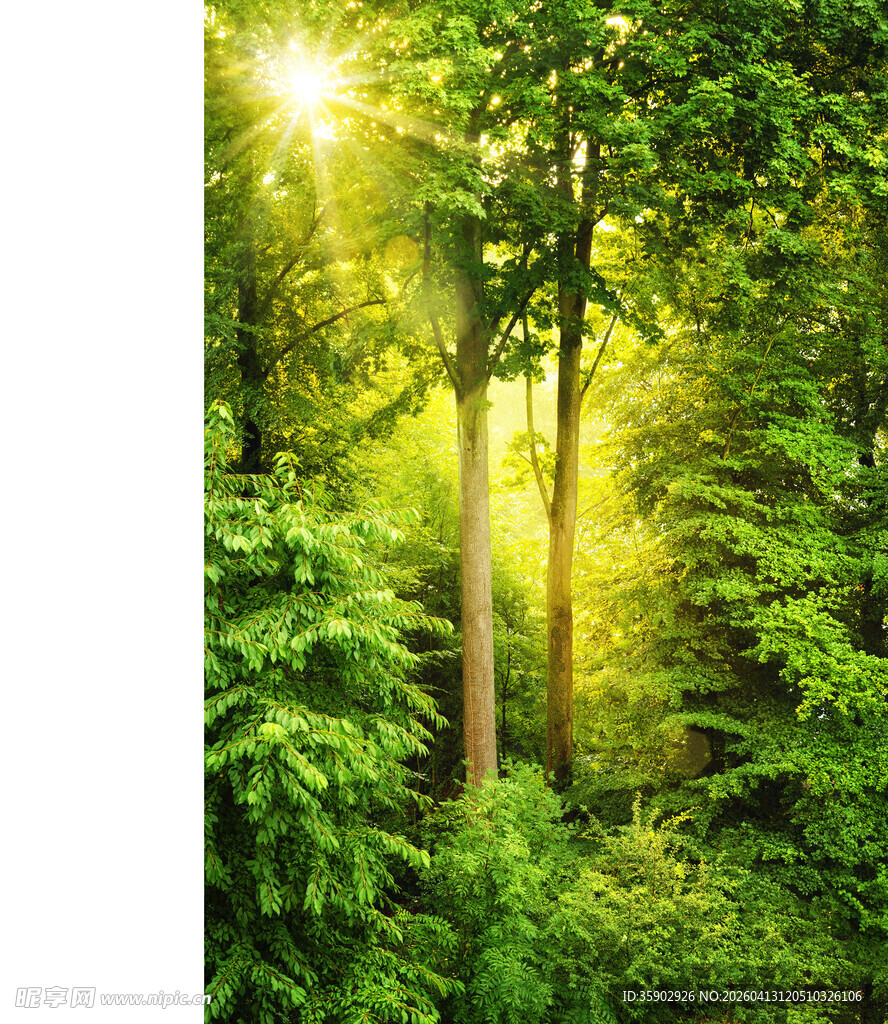 阳光洒落的茂密森林