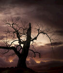 黄昏下的枯树剪影