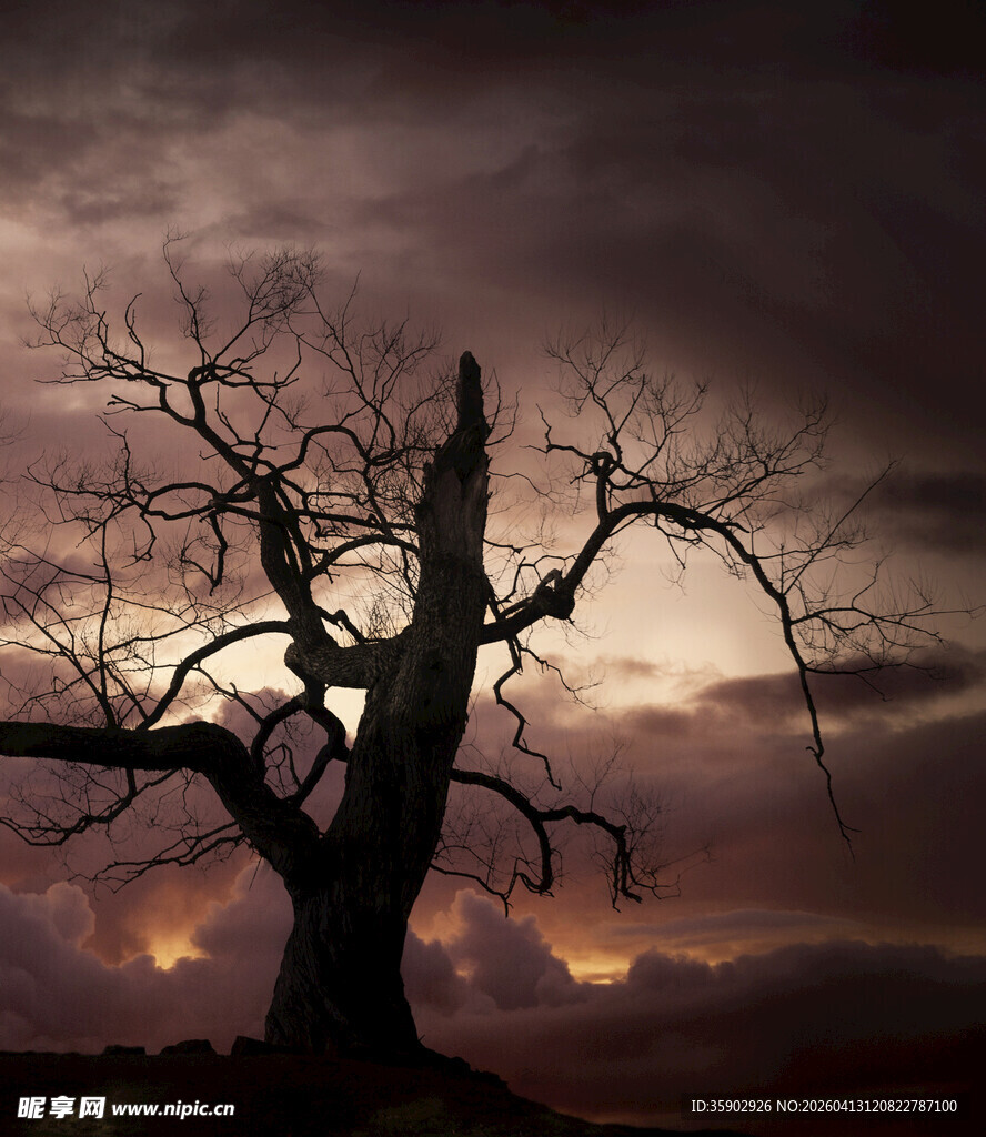 黄昏下的枯树剪影