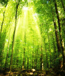 阳光洒落的静谧森林