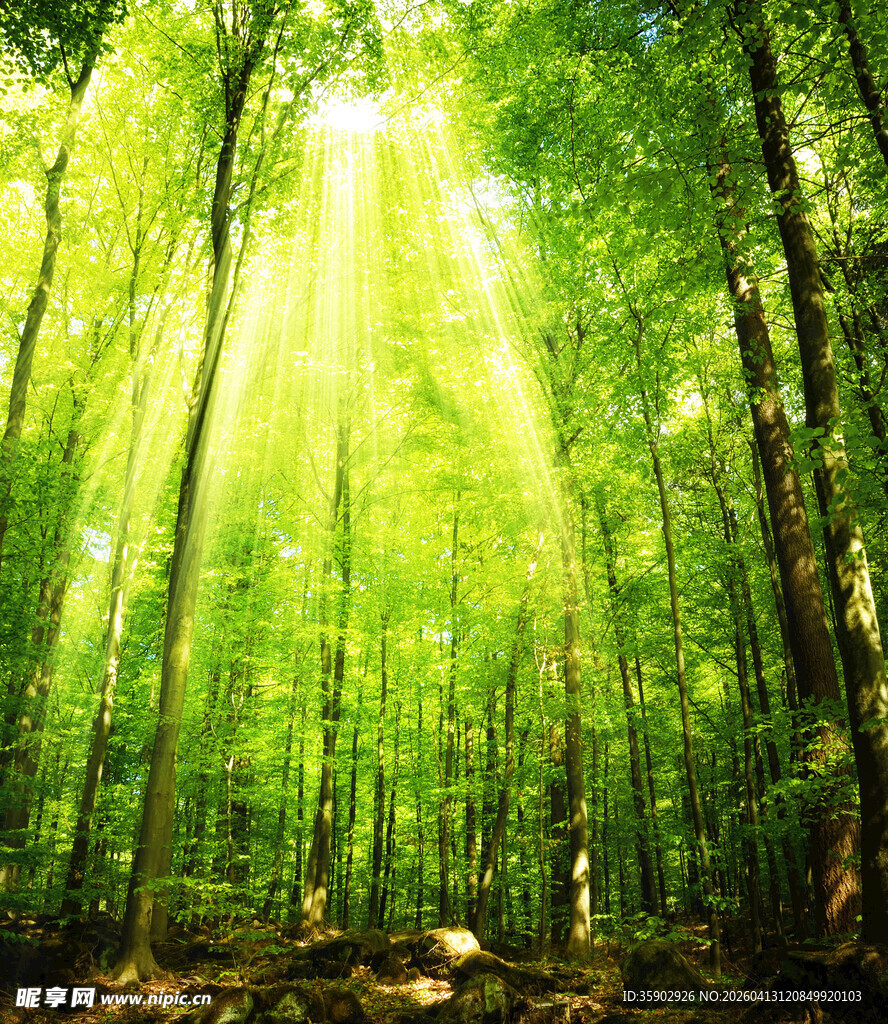 阳光洒落的静谧森林