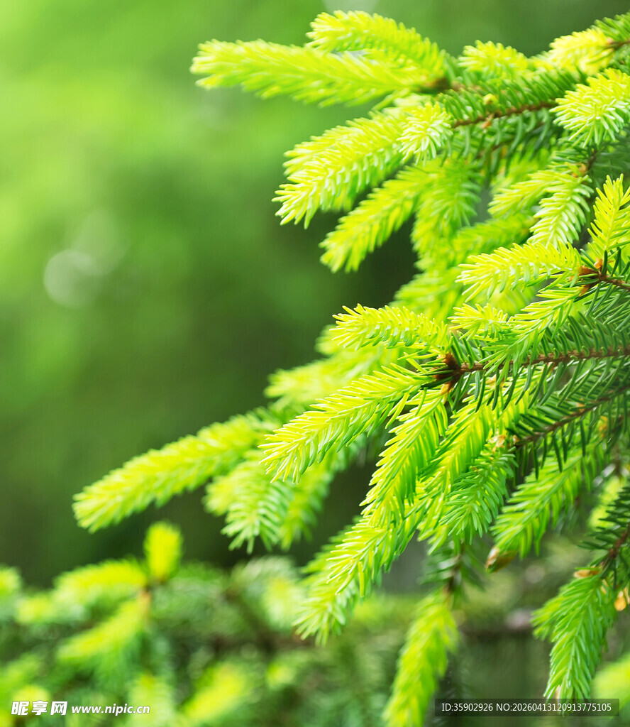 嫩绿松枝特写