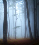 迷雾中的静谧森林