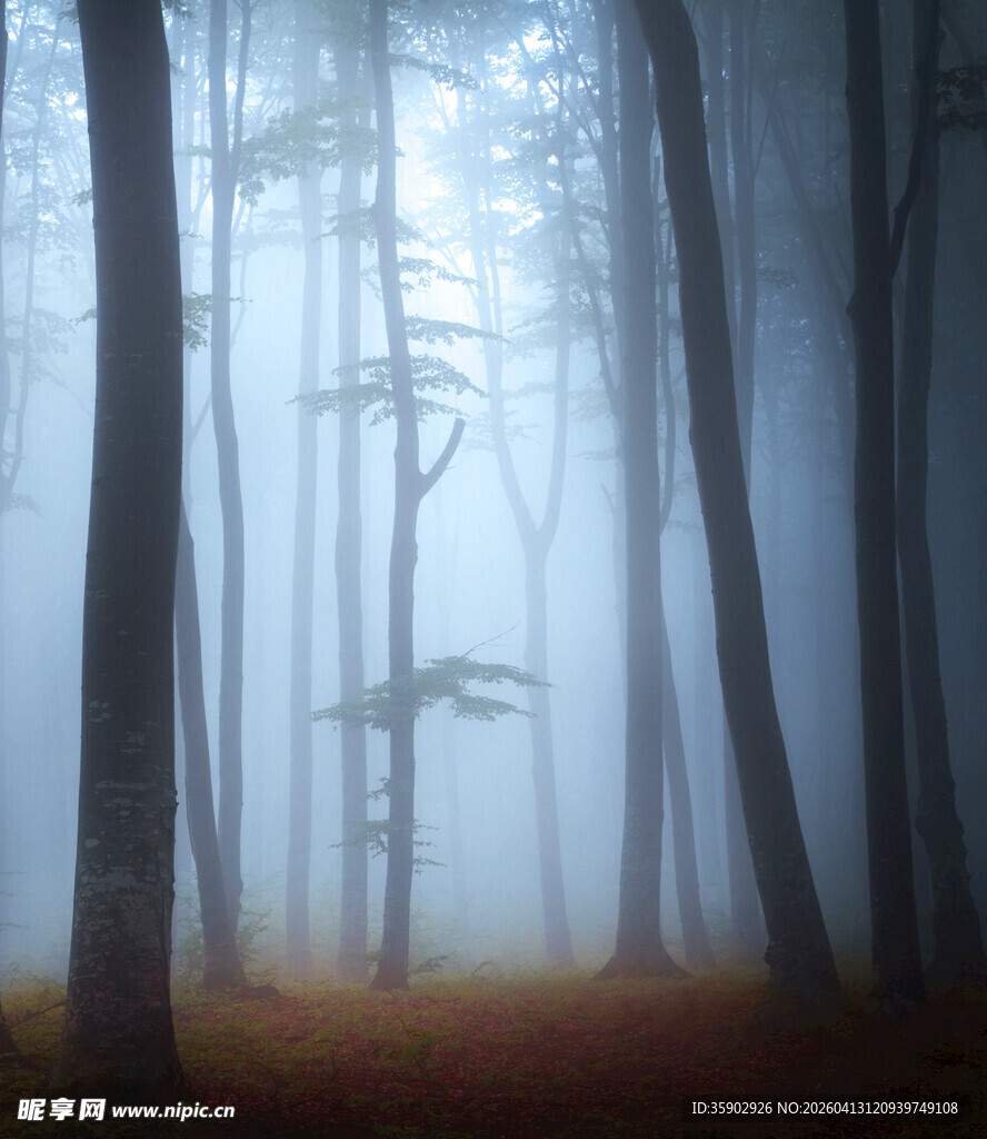 迷雾中的静谧森林