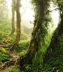 神秘梦幻的丛林景观