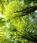 仰视葱郁树冠绿意盎然